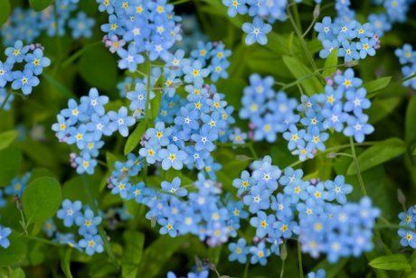 синие цветы похожие на васильки
